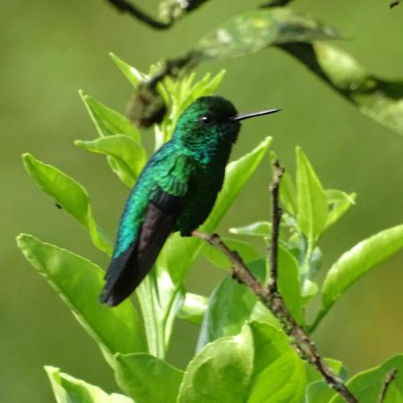 Hacienda Guayabal Villa Chinchiná Екстериор снимка